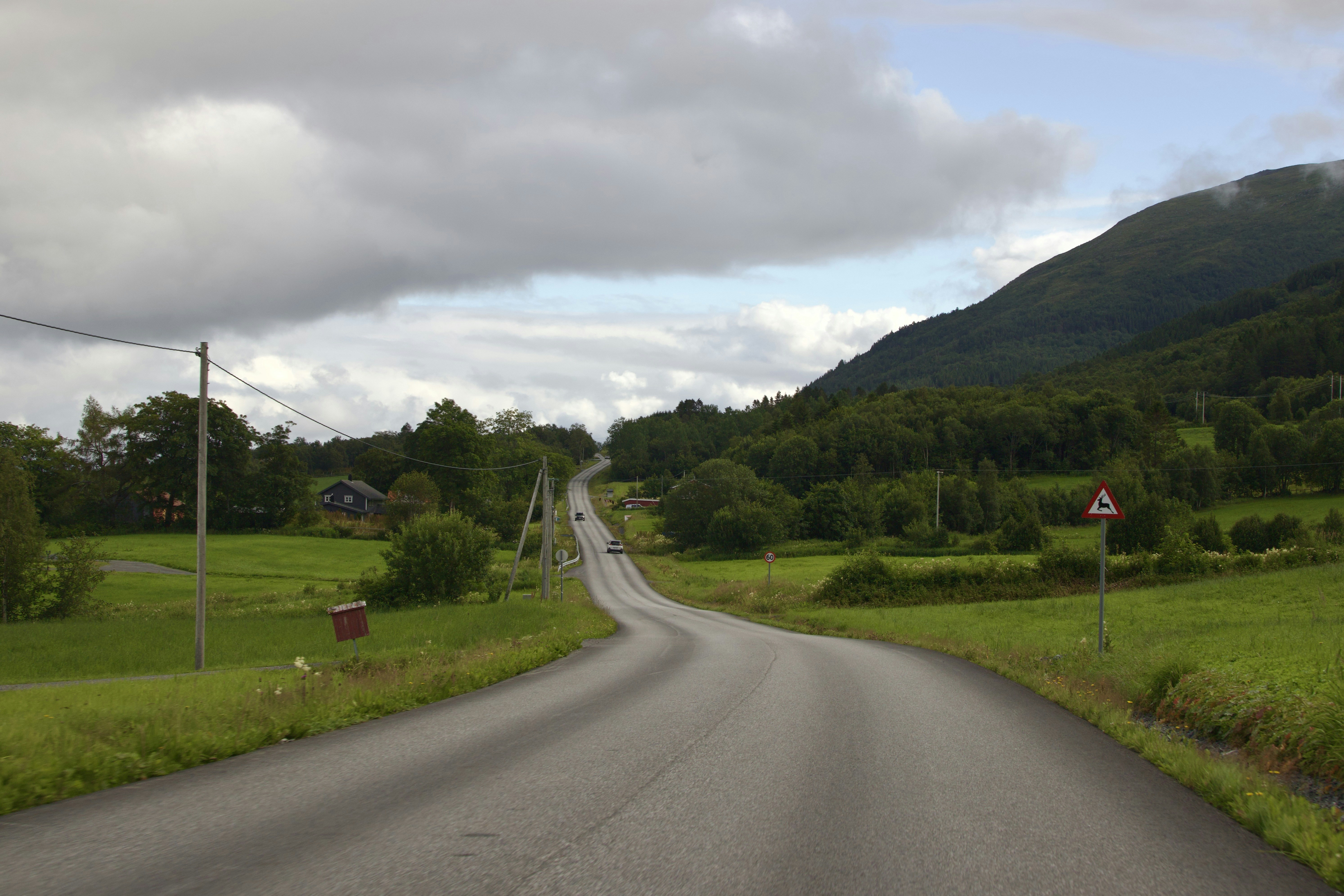 a road in the middle of a lush green field